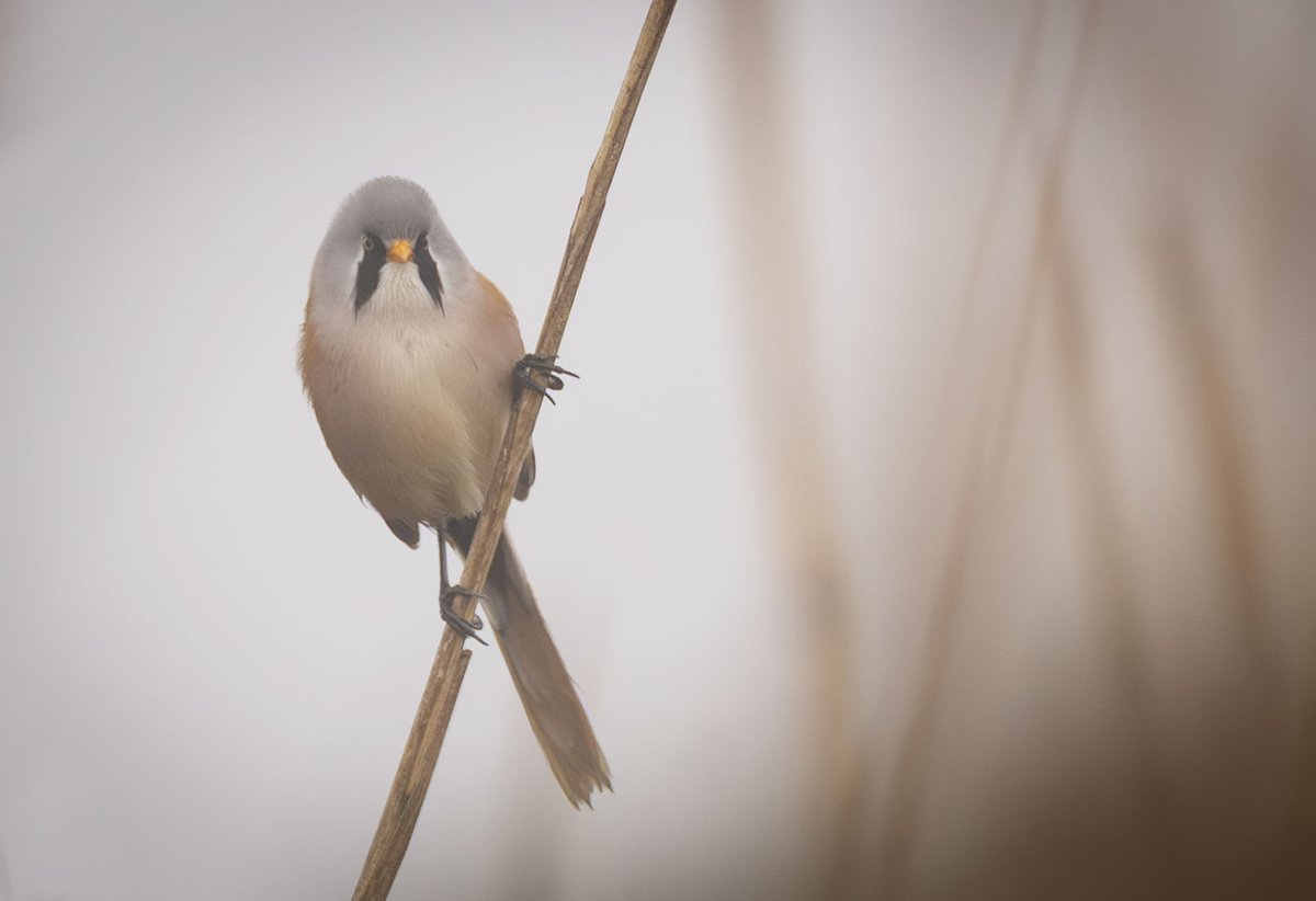 Lots more dates added to the calendar today.
Including some of our most popular outings for 2026.
Book early is the key.
Any questions, please ask.
derbyshirebirdtours.com/trails
