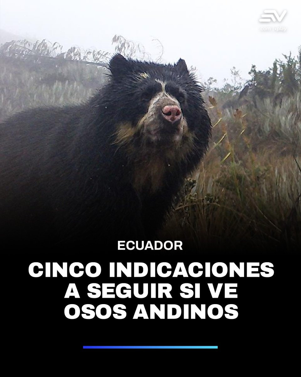 📲 Usuarios de redes sociales han compartido videos que muestran a osos andinos caminando por la vía Papallacta. Algunos de ellos se acercan a los vehículos. ¿Qué hacer en estos casos? ▶️ bit.ly/4ot8aj2