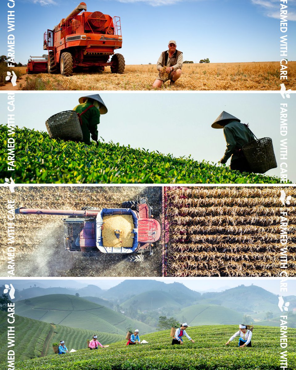 🌾 From fields and orchards to vineyards and tea gardens, every crop is nurtured by dedicated workers. Their care ensures our food and tea are #FarmedWithCare—ready to be enjoyed on our plates, in our bowls, and in every cup. 🍵💚 #FallIntoTea #BrewCrew #PinkiesUp