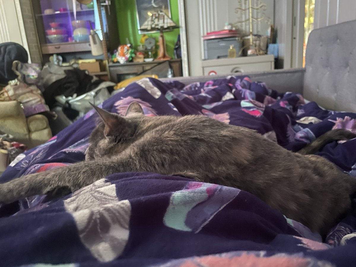 chewberts's tweet image. my friend is going out of town for the weekend and her cat pebble is not allowing it