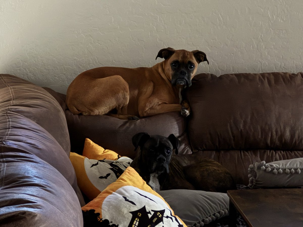 Damn dog thinks she’s a cat.