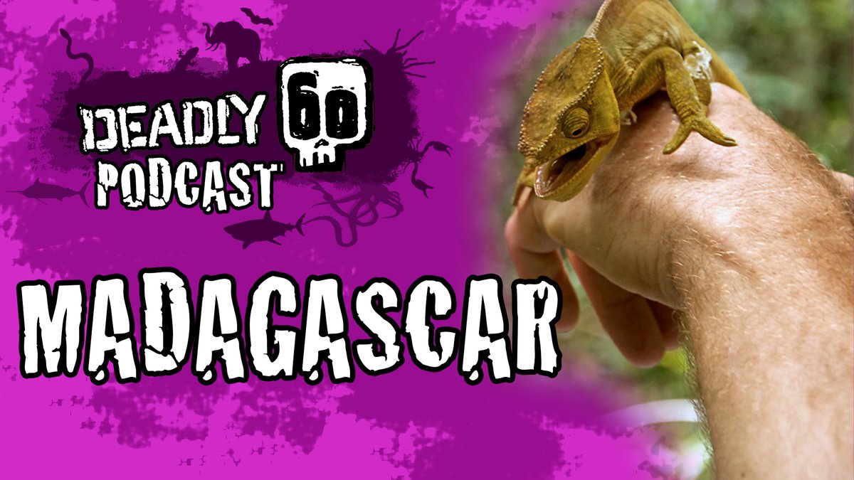 Fans of Steve Backshall and Deadly 60 should check out our latest podcast episode on YouTube where me and the Cobra Effect take a look at Madagascar, and dive into all sorts of fascinating stories and off-topic moments!
youtube.com/watch?v=FwMiDR…