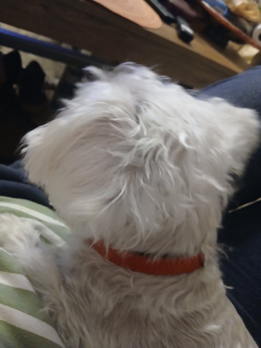 Hes treating me like a pillow 😭