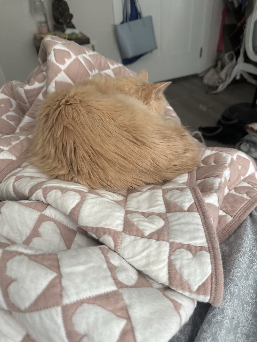 chewberts's tweet image. fun fact about lucy: i once thought i was going crazy and hearing things at night. turned out that lucy tore a hole in my old mattress to get inside and sleep in it and she snores insanely loud sometimes. i felt like the woman in the yellow wallpaper. just a fat baby snoring.