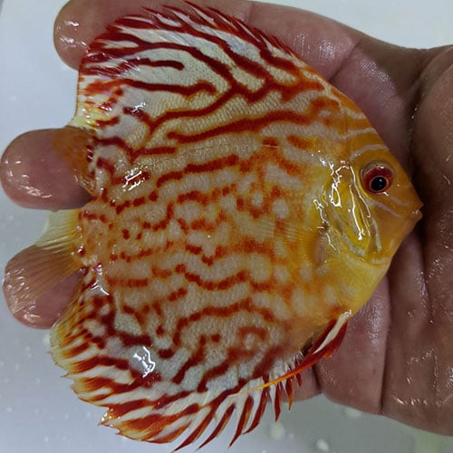 WattleyDiscus's tweet photo. Ignite your passion for discus! 🔥
Meet the "Never Pepper Panda" Albino Red Panda—fiery colors, flawless beauty.
A true masterpiece for your tank.
👉 https://t.co/U9Q1aAUJPI
#NeverPepperPanda #DiscusFish #AquariumGoals #Wattleydiscus https://t.co/VIJ5EBHM7A