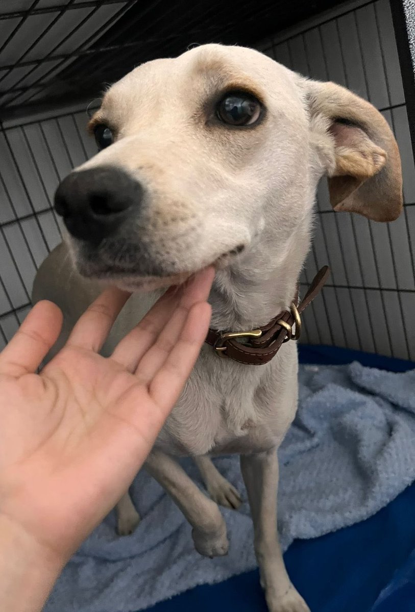 Perrita encontrada cerca del colegio Ana Frank en Quilicura. Tiene chip, pero no está registrado. Está triste, llora mucho, pero sólo pueden retenerla hasta esta tarde. Si la estás buscando o deseas darle un hogar, comunícate al +56956724681. Favor RT!
#Quilicura