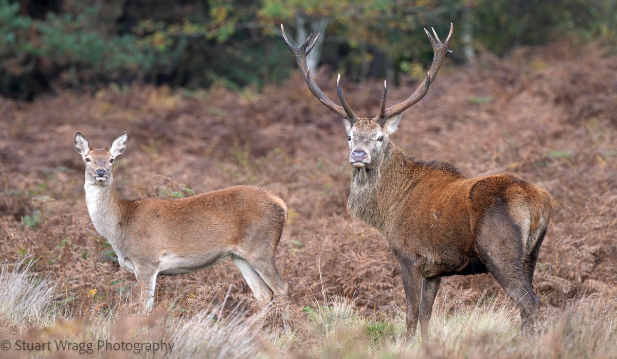 Stuart Wragg tweet media