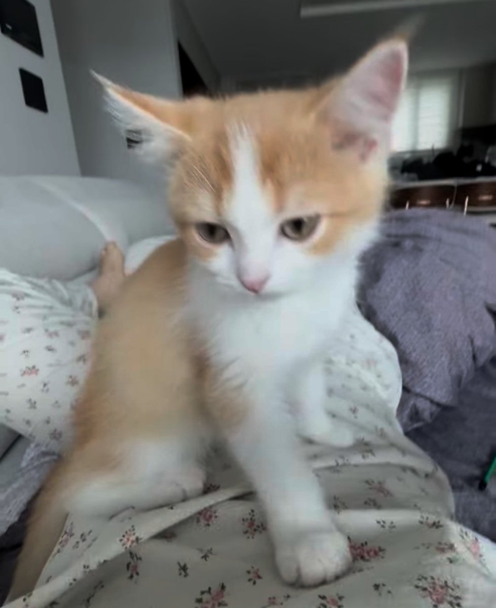 gratis_fuchs's tweet image. 🤏😻☁️