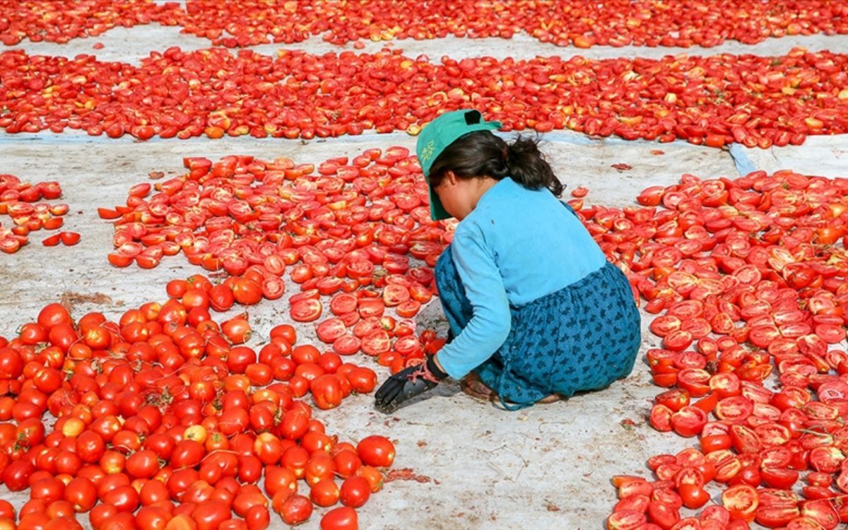 🔴 "1 yetişkin işçiye 30 bin TL vermek yerine 2 çocuk işçi çalıştırıyorlar" 

👉 İSİG Meclisi Ankara Temsilcisi Kansu Yıldırım, 1 haftada üç çocuğun iş cinayetlerinde yaşamını yitirmesini ve bu durumu açığa çıkaran nedenleri değerlendirdi. 

🗞️ <a href="/NalinOztkn/">Nalin Öztekin</a>'in haberi