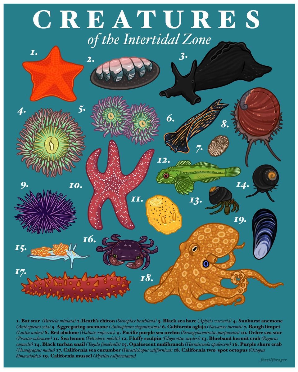 Creatures of the intertidal zone!! Some of my favorite habitats to explore are tide pools - so many wonderful little creatures make these pools their home. 🦀🐚🐙 

RP By @fossil.forager