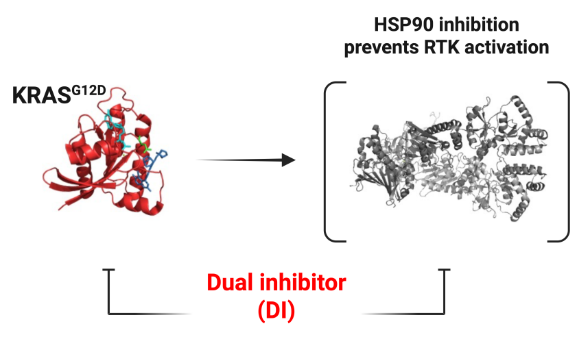 Online now concurrent with a #Targets25 poster, the #FirstDisclosures of G12D-HSP90 dual inhibitors: 
Dual Inhibitors of #KRASG12D and #HSP90 Are Effective Against KRASG12D Inhibitor Resistance, by <a href="/LabShimamura/">Shimamura Lab</a> brnw.ch/21wWSso
<a href="/UICancerCenter/">University of Illinois Cancer Center</a> <a href="/AACR/">AACR</a>