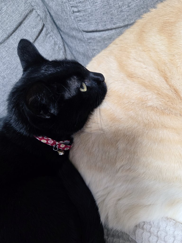 紫苑 (@nekonogeboku03) / Posts / X