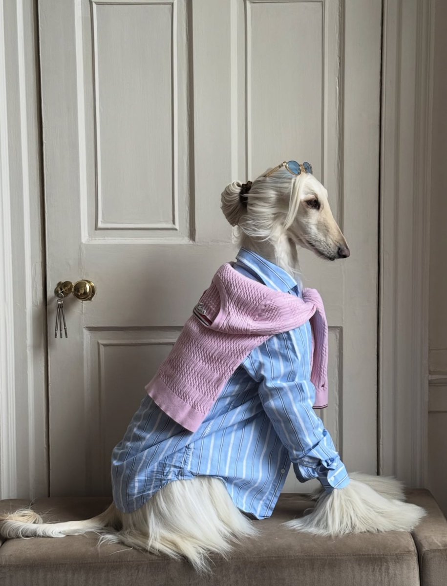 StreetFashion01's tweet photo. Samantha the Afghan Hound (2025) https://t.co/5oUxncy5FA