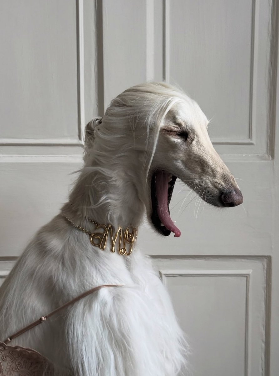 StreetFashion01's tweet photo. Samantha the Afghan Hound (2025) https://t.co/5oUxncy5FA