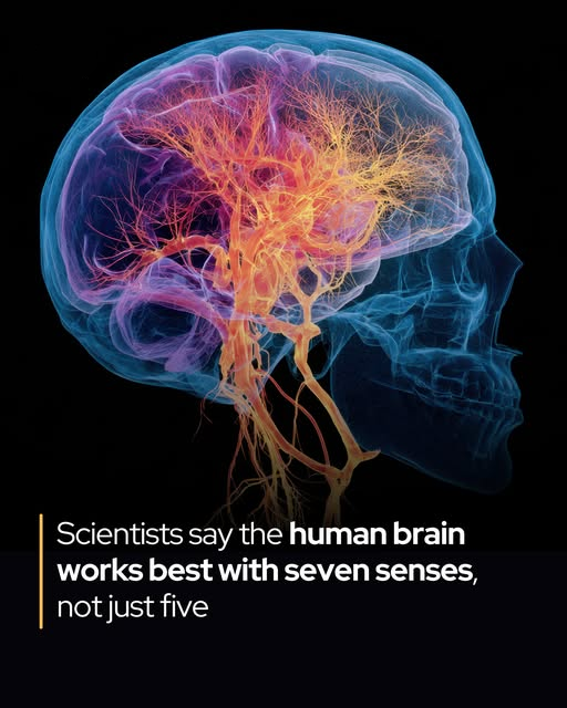 The human brain now seems to prefer seven senses.

A new study from Skoltech suggests the brain may perform best with seven senses, not five. Using a mathematical model, researchers explored how the brain stores concepts as “engrams,” patterns of neurons representing sensory