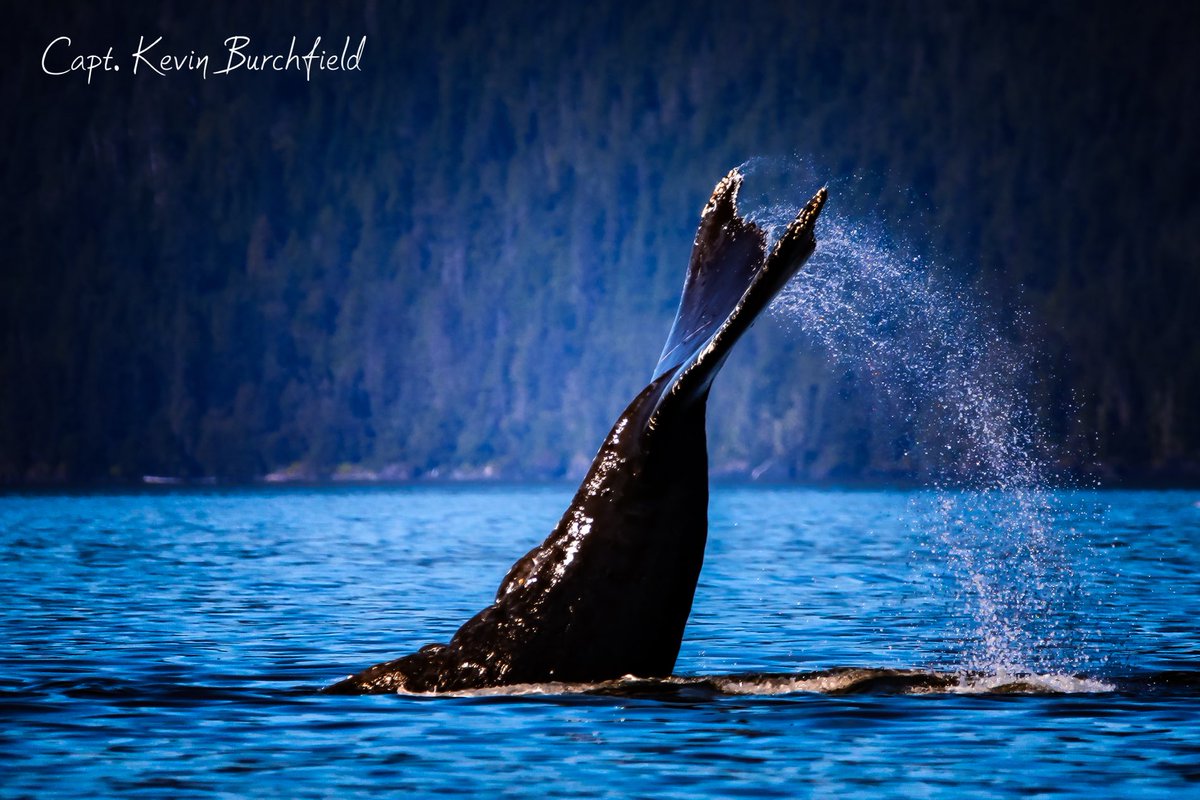 lostinalaska's tweet image. Small Boat. Big Experience. 🐋

Book your adventure today at LostinAlaskaAdventures.com 🌊

#AlaskaCruise #AlaskaCruises #CruiseToAlaska #InsidePassage #CruiseLife #CruiseExcursions #AlaskaCruiseVacation
#JuneauAlaska
#TravelAlaska #ExploreAlaska #BucketListTravel