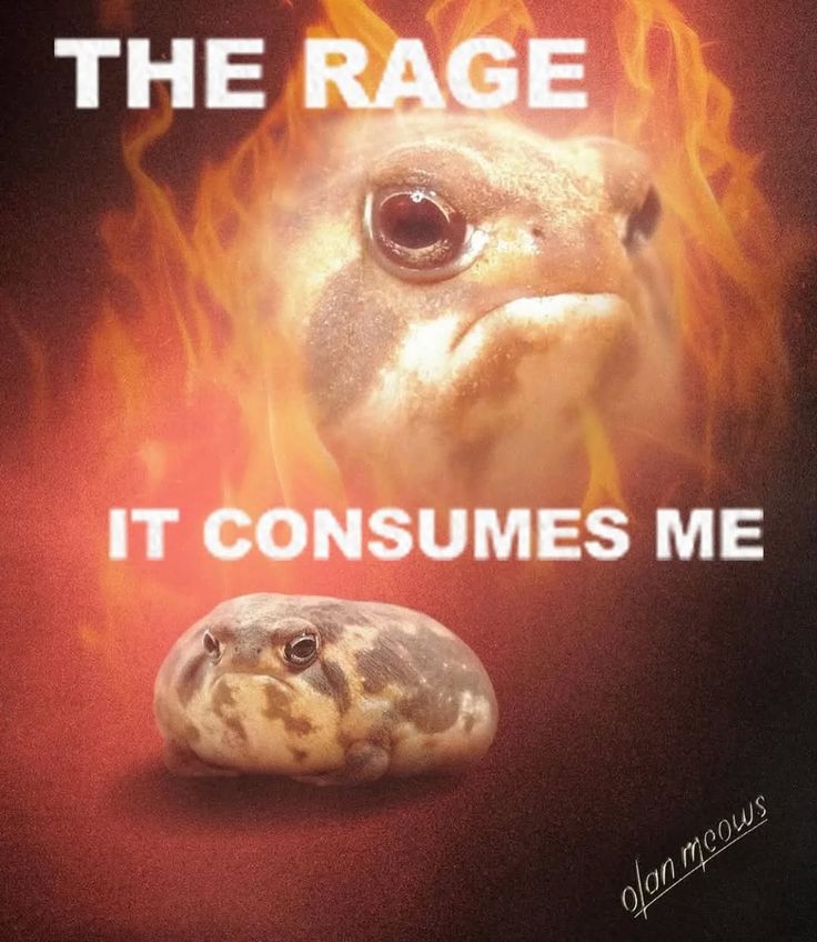 No Context Frogs tweet media
