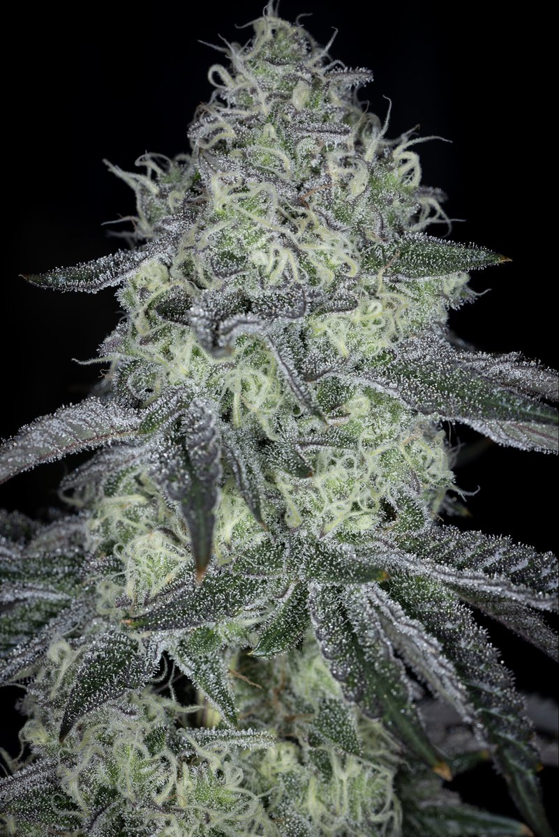 These Melon &amp; Lime (Trop Smash Melons x Key Lime Pie) terps are rediculious 🤤