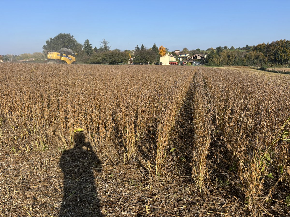 Je suis dans une colère 🤬
Passé 30h à arracher juste à la main de l’ambroisie surtout sans compter le broyeur de bordure, repasse au désherbant ! 
Apprendre que mon soja va perdre 40€/t pour de l’ambroisie, c’est trop ! 
Comment peut on croire à l’avenir de cette coop ?