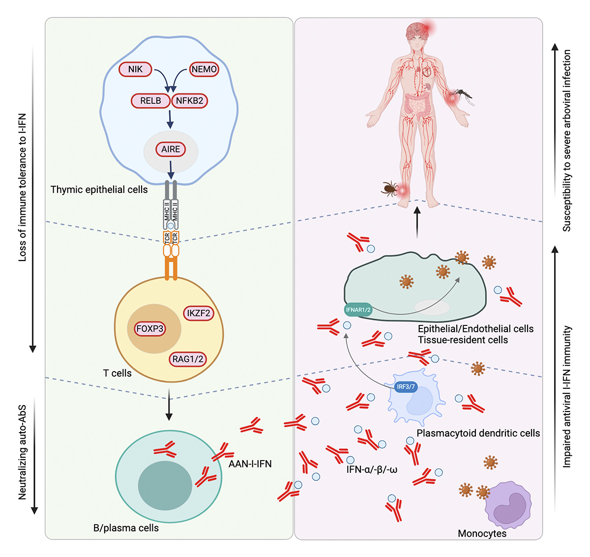 Journal of Human Immunity (@jhumimmunity) on Twitter photo Auto-Abs against type I IFNs: strong, common, and global determinants of severe #arboviral diseases. New review from <a href="/grvsadrian/">Adrian Gervais</a>, <a href="/esiborghe/">Alessandro Borghesi</a>, <a href="/casanova_lab/">Casanova Lab</a> and <a href="/ShenYingZhang1/">Shen-Ying Zhang</a>: hubs.la/Q03PS_sG0 Auto-Abs against type I IFNs: strong, common, and global determinants of severe #arboviral diseases. New review from <a href="/grvsadrian/">Adrian Gervais</a>, <a href="/esiborghe/">Alessandro Borghesi</a>, <a href="/casanova_lab/">Casanova Lab</a> and <a href="/ShenYingZhang1/">Shen-Ying Zhang</a>: hubs.la/Q03PS_sG0