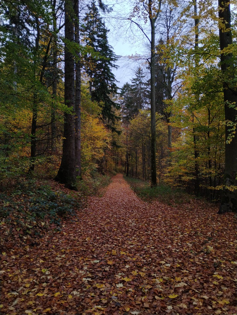 Bei dem Sturm, der heute herrscht, wird das Bunte der Bäume wohl schon bald im Matsch des Bodens verschwinden. Aber schön ist es trotzdem noch mal!

Hatte aber auch schon echt schlauer Einfälle, als bei dem Wetter durch den Wald zu Laufen... Hirn ist zwar anwesend, schaltet sich
