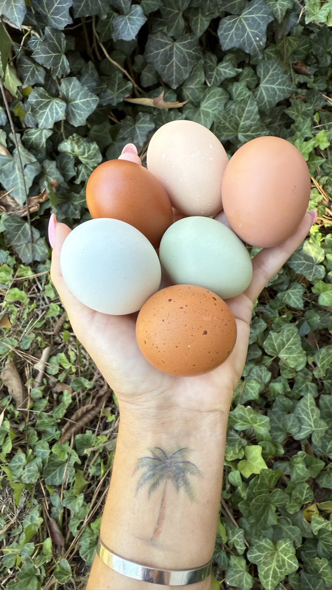 pinksaltarmy's tweet image. Thankful I get to have fresh eggs everyday.