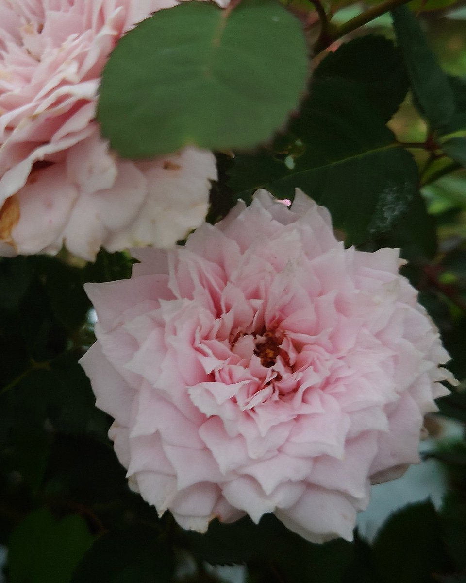 薔薇苗　希少　❤️紅白の絞り❤️ かＯＲＩ　　① 楽天市場】バラ苗 リトルアーチスト つるバラ クライミング ローズ 赤