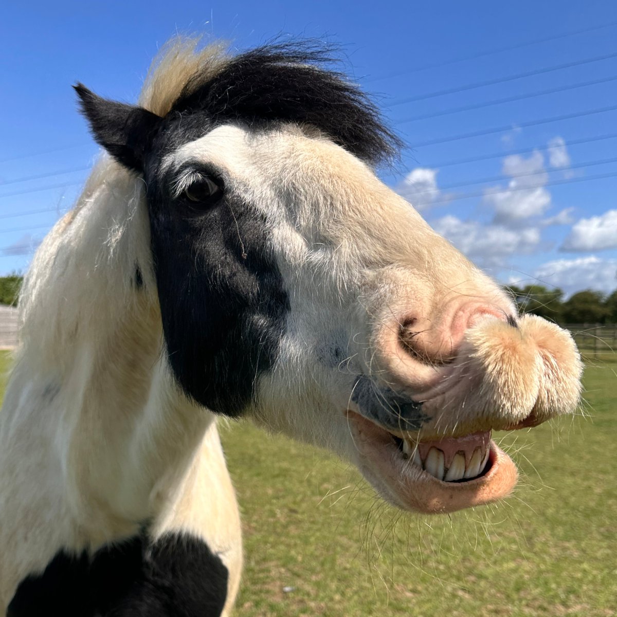 BransbyHorses's tweet image. Meet Sid – the king of cheeky grins! 🐴😄

This handsome boy knows how to brighten a day with that winning smile. We couldn’t help but giggle when we saw this – how about you?

Drop a ❤️ if Sid made you smile today!

#HappyHorse #SidTheStar #FeelGoodMoments