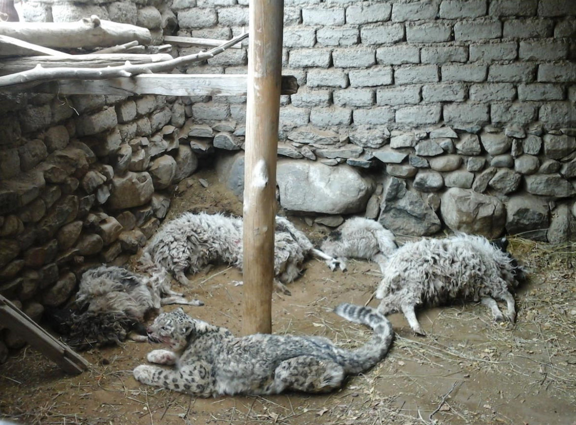 Tsering Gaphel ༅༎ཚིི་ཪིང་དགའ་འཕེལ།། (@tsering_gaphel) on Twitter photo Message From Ladakh on this International Snow Leopard Day !
As a Ladakhi, I want to highlight that Ladakh alone is home to more than 50% of India’s snow leopard population. However, certain ground realities are posing silent threats to their survival.
In recent years, many Message From Ladakh on this International Snow Leopard Day !
As a Ladakhi, I want to highlight that Ladakh alone is home to more than 50% of India’s snow leopard population. However, certain ground realities are posing silent threats to their survival.
In recent years, many