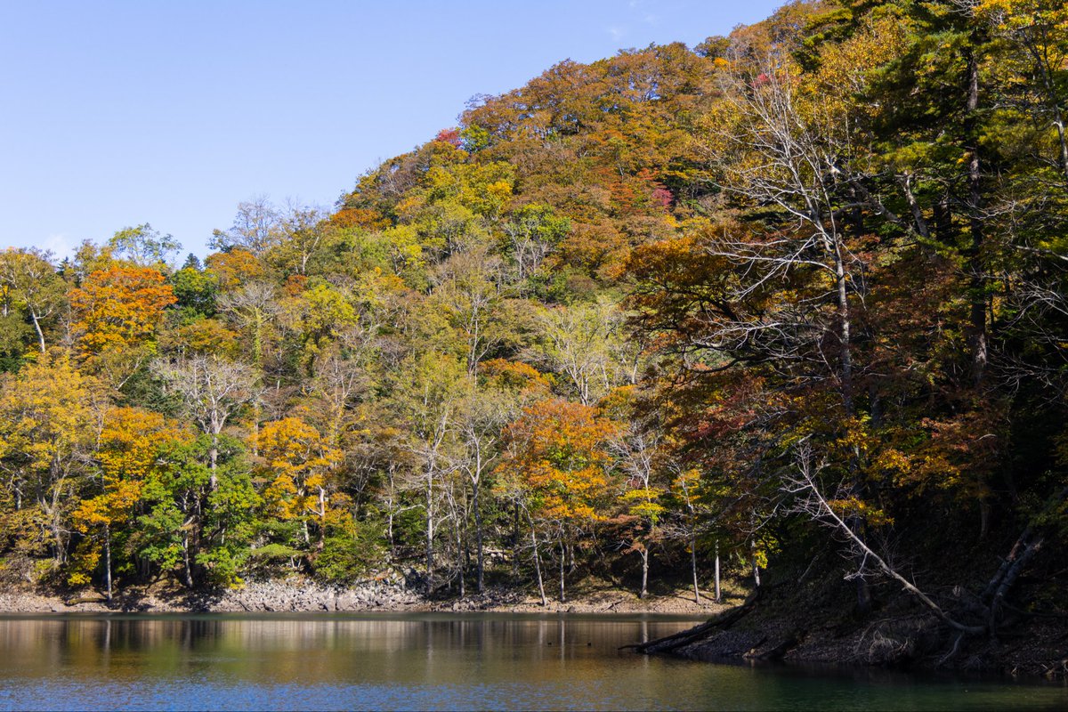 豊似湖ツアー
現在絶賛紅葉進行中です！
このわずかな期間だけ紅葉を見ることができます！
この機会にぜひ一度ツアーにお越し下さい！

naturebase-rela.com/2024/10/27/106/