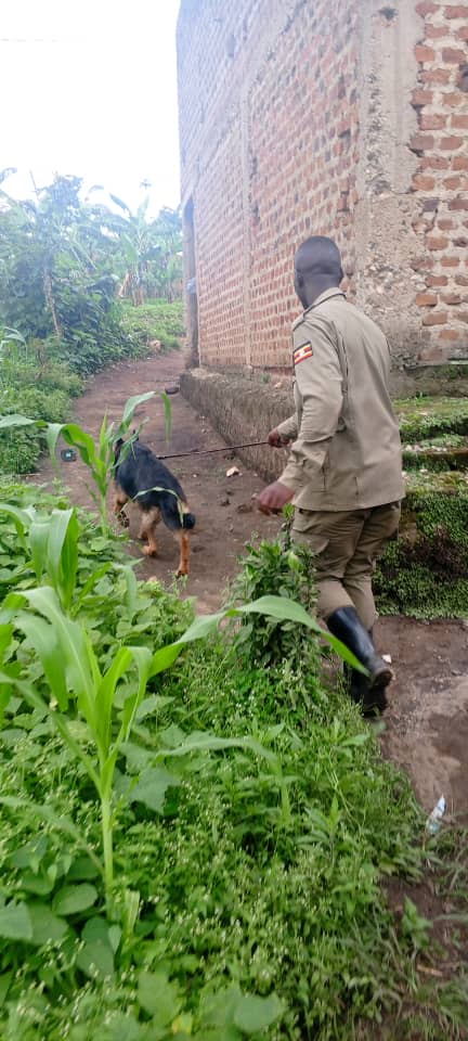 swiftpub's tweet image. The @PoliceUg  in the Rwenzori West Region, with the support of the K9 Unit, have arrested a suspect in connection with the theft of fresh coffee in Kisomoro, Bunyangabu District.  
"The incident began when Mr. Rugumayo Fred found a hole behind his coffee store and alerted the…