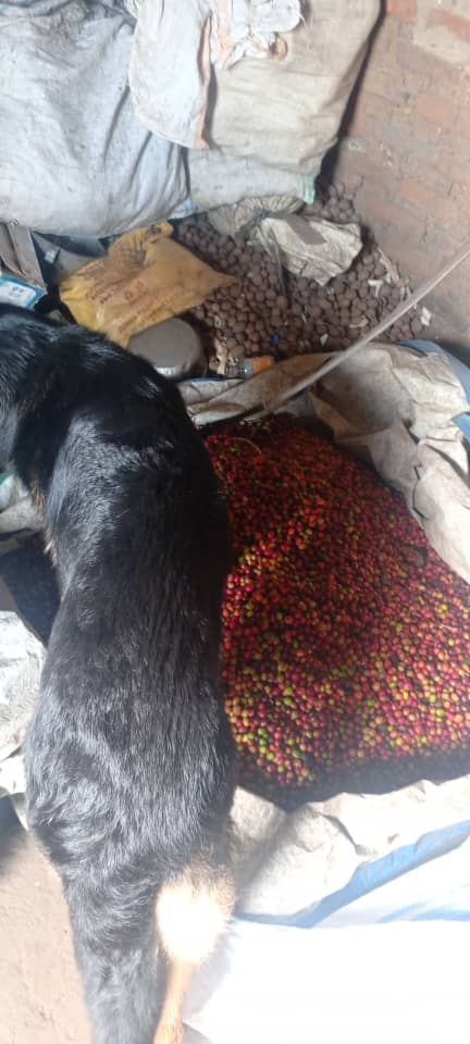 swiftpub's tweet image. The @PoliceUg  in the Rwenzori West Region, with the support of the K9 Unit, have arrested a suspect in connection with the theft of fresh coffee in Kisomoro, Bunyangabu District.  
"The incident began when Mr. Rugumayo Fred found a hole behind his coffee store and alerted the…