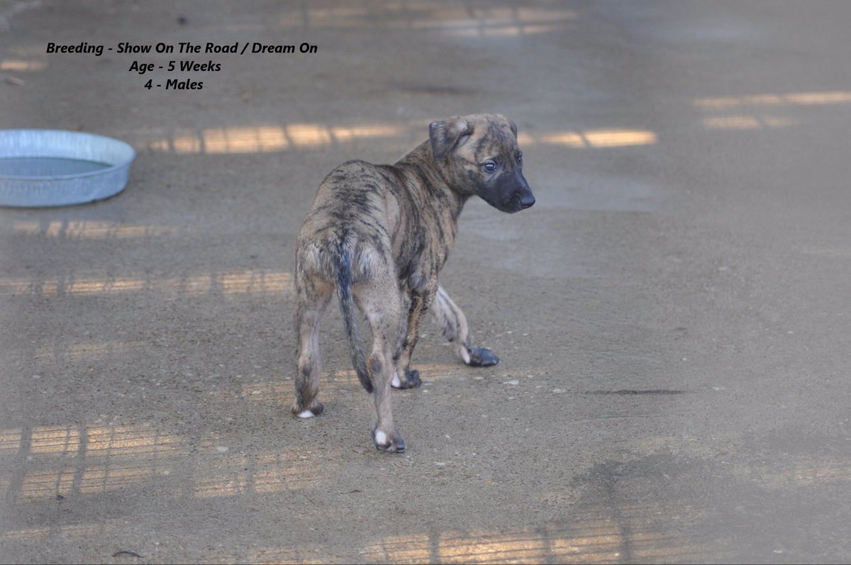 RacingGreyhound's tweet photo. Young racing greyhounds on the farm. https://t.co/NbdAlVFTAQ