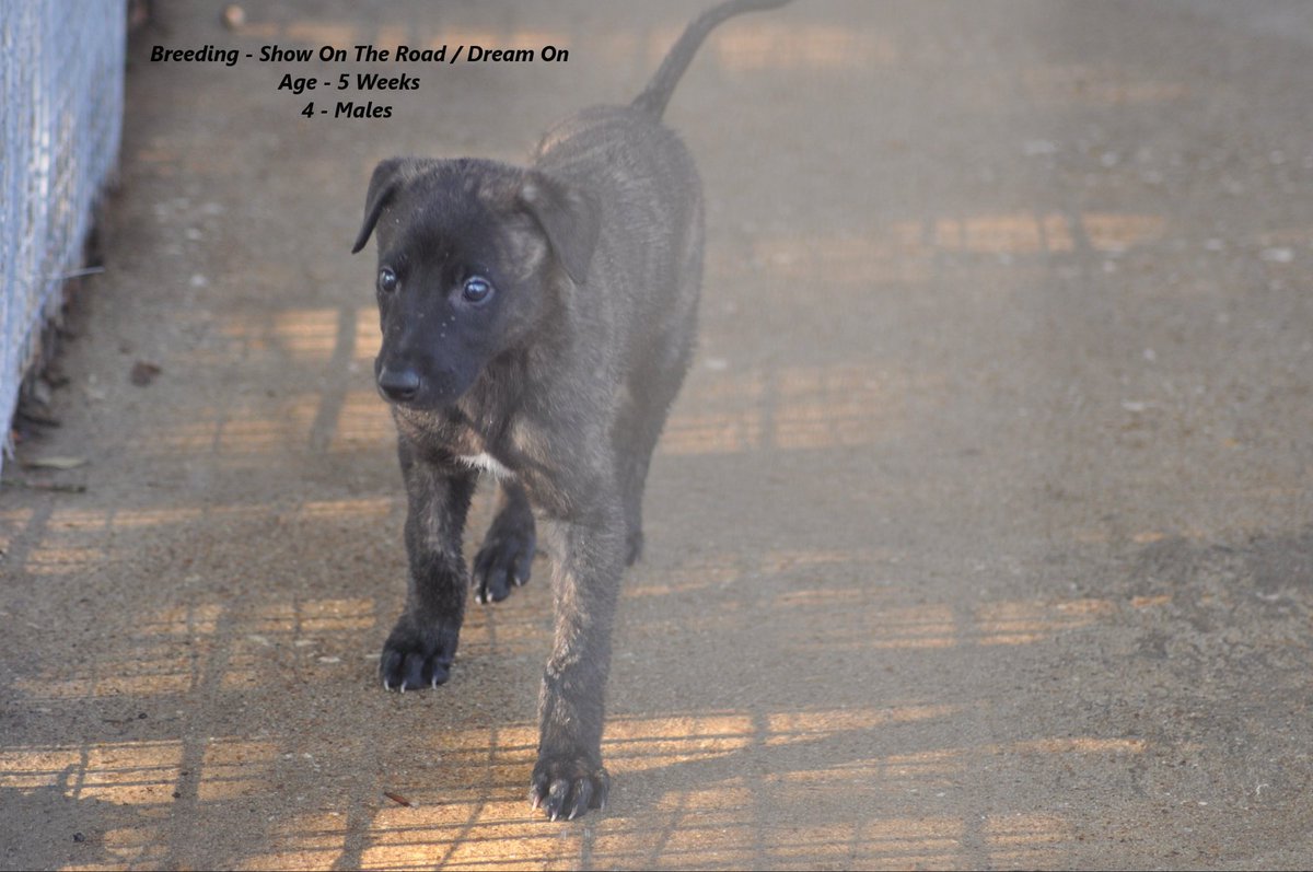 RacingGreyhound's tweet photo. Young racing greyhounds on the farm. https://t.co/NbdAlVFTAQ