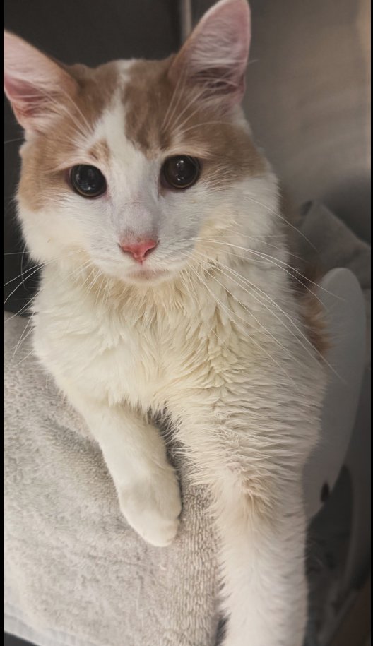 🆘🆘 OCEAN (ID 239926 ), 1 YO, MALE –  IN MANHATTAN ACC - came into the shelter as an owner surrender on 10/15/2025, with the surrender reason stated as animal health - will need ongoing vet care.    🆘🆘 😿 😿 😿 😿

➡️TBD 10/25/25

➡️ JUST A BABY

➡️ MEDICAL PRIORITY – NEEDS