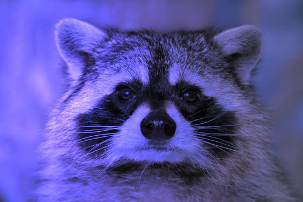 raccoon aesthetic. tweet media
