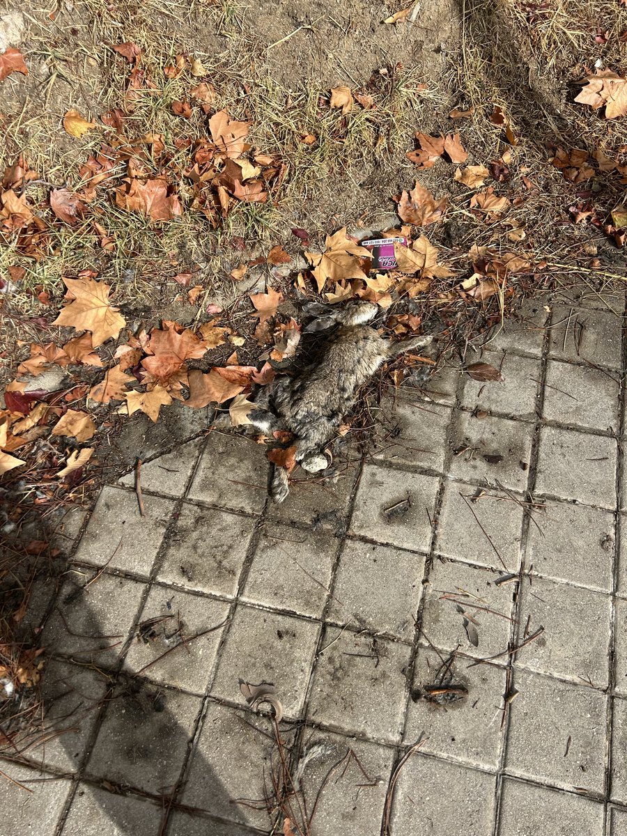 pepe_abascal's tweet photo. @MADRID 2 semanas, 2 avisos (9189957 -9189960, que supuestamente se siguen tramitando) y varias llamadas, pero aquí sigue este pobre animal muerto y en descomposición. Lamentable. Una cosa es que lleven desde antes verano sin limpiar la acera, pero con dos avisos de animal muerto https://t.co/a4kgqKI70B