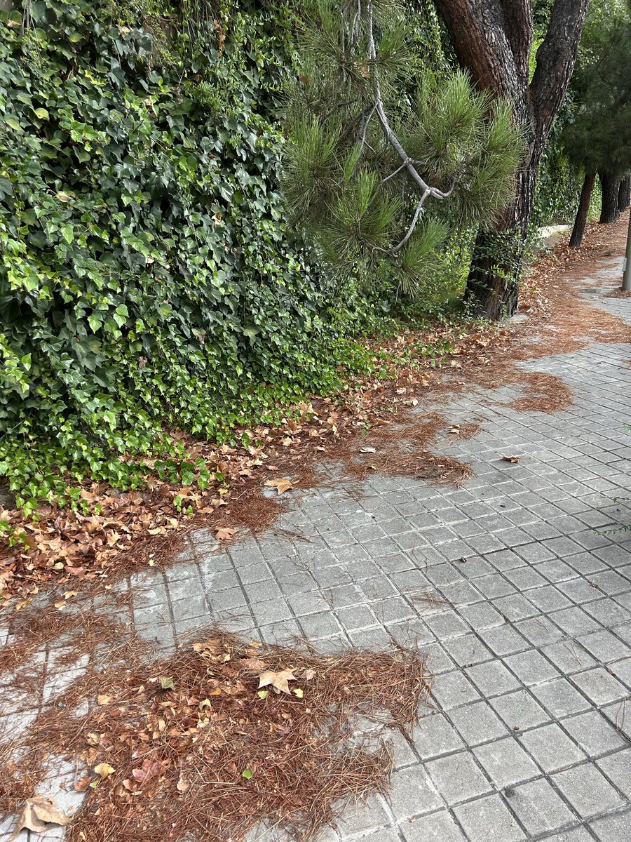 pepe_abascal's tweet photo. @MADRID 2 semanas, 2 avisos (9189957 -9189960, que supuestamente se siguen tramitando) y varias llamadas, pero aquí sigue este pobre animal muerto y en descomposición. Lamentable. Una cosa es que lleven desde antes verano sin limpiar la acera, pero con dos avisos de animal muerto https://t.co/a4kgqKI70B