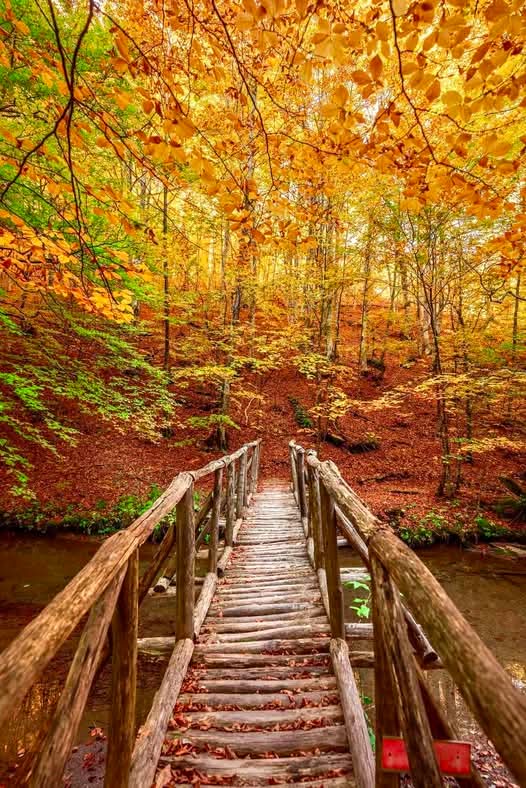 Όρος Πάικο 🇬🇷🩵🇬🇷
  
Το όρος Πάικο βρίσκεται στα σύνορα των νομών Πέλλας και Κιλκίς. Το Πάικο είναι το μεγαλύτερο δάσος της Ελλάδας γεμάτο καστανιές

Καλό βράδυ!