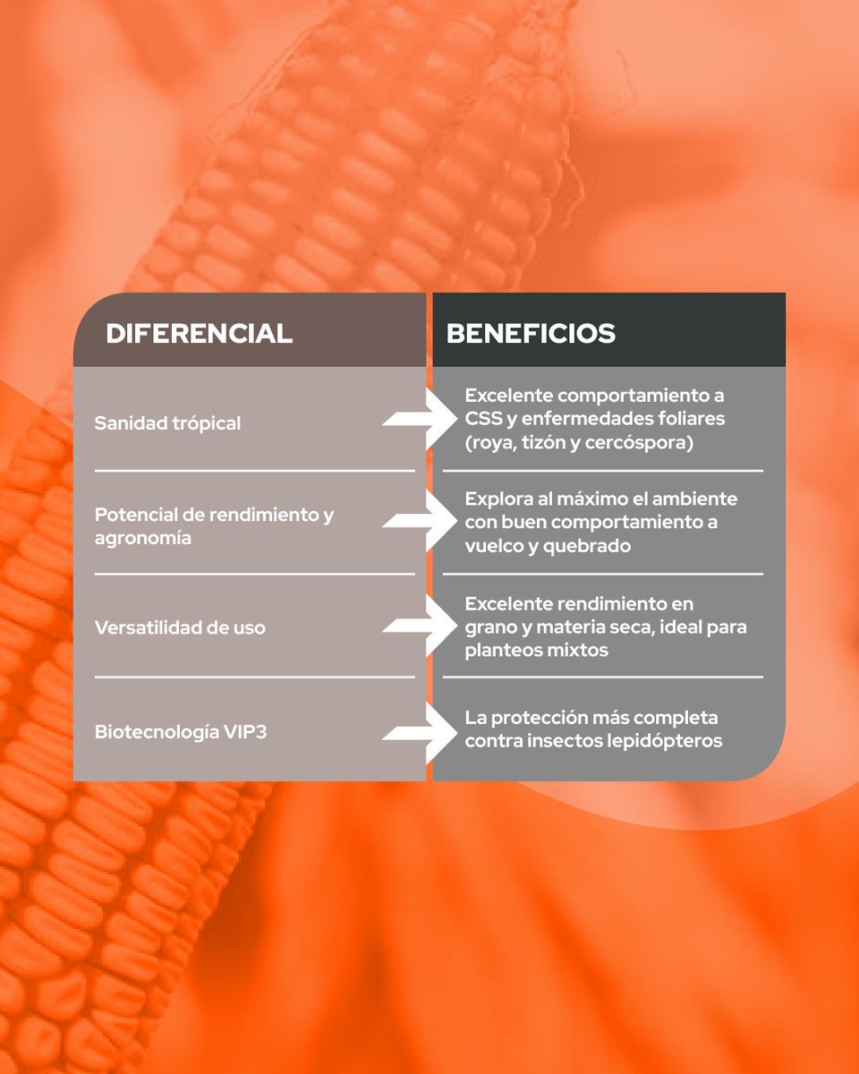 Hoy te presentamos al S 7510 VIP3. 👏🏽
Este híbrido ofrece sanidad tropical con excelente agronomía.
Tiene destacada performance en Spiroplasma y enfermedades foliares que lo convierten en un híbrido para el norte argentino.🌱
Asegura potencial de rendimiento en grano y silo!