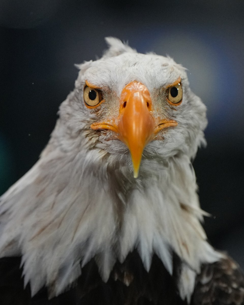 EuropaLeague's tweet image. 🦅

#UEL