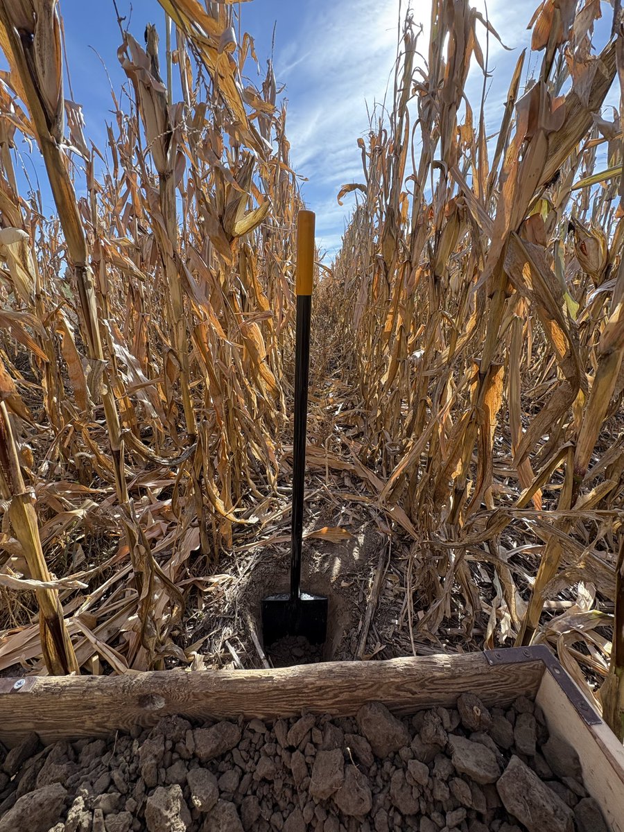 oopsitscc's tweet image. Digging in middle of corn field. spooky fall & Halloween vibes 🎃