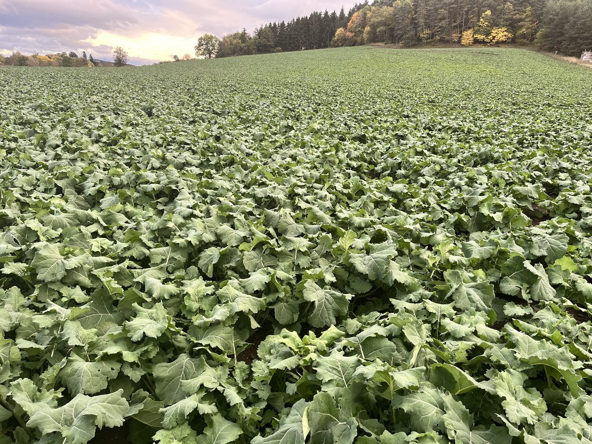 Les #colzas au top ! Très peu d’échec chez nous cette année.

#SabarotAgriculture #Agriculture