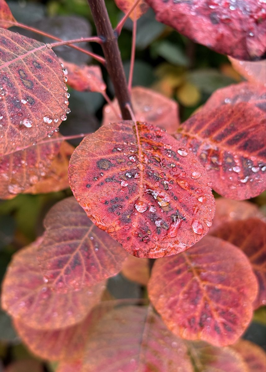 Loving the colours around us. 

#autumn #autumncolours #red