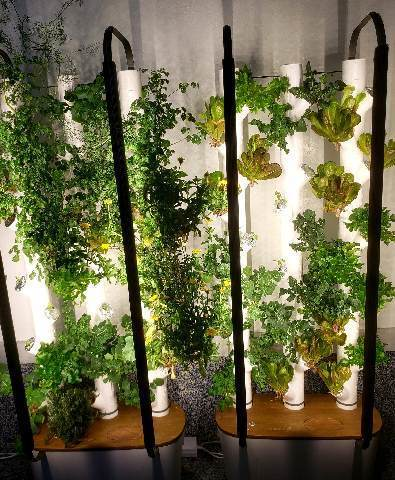CorvallisSD1's tweet photo. Harvested fresh lettuce from the hydroponic gardens. They are doing great! Wondering if anyone has herb seeds leftover they would like to donate for us to grow to include in school meals? Thanks again to farmers union for the donation to purchase the units.🥬🥗 https://t.co/MEo7Fe4m6n