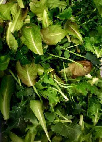 CorvallisSD1's tweet photo. Harvested fresh lettuce from the hydroponic gardens. They are doing great! Wondering if anyone has herb seeds leftover they would like to donate for us to grow to include in school meals? Thanks again to farmers union for the donation to purchase the units.🥬🥗 https://t.co/MEo7Fe4m6n