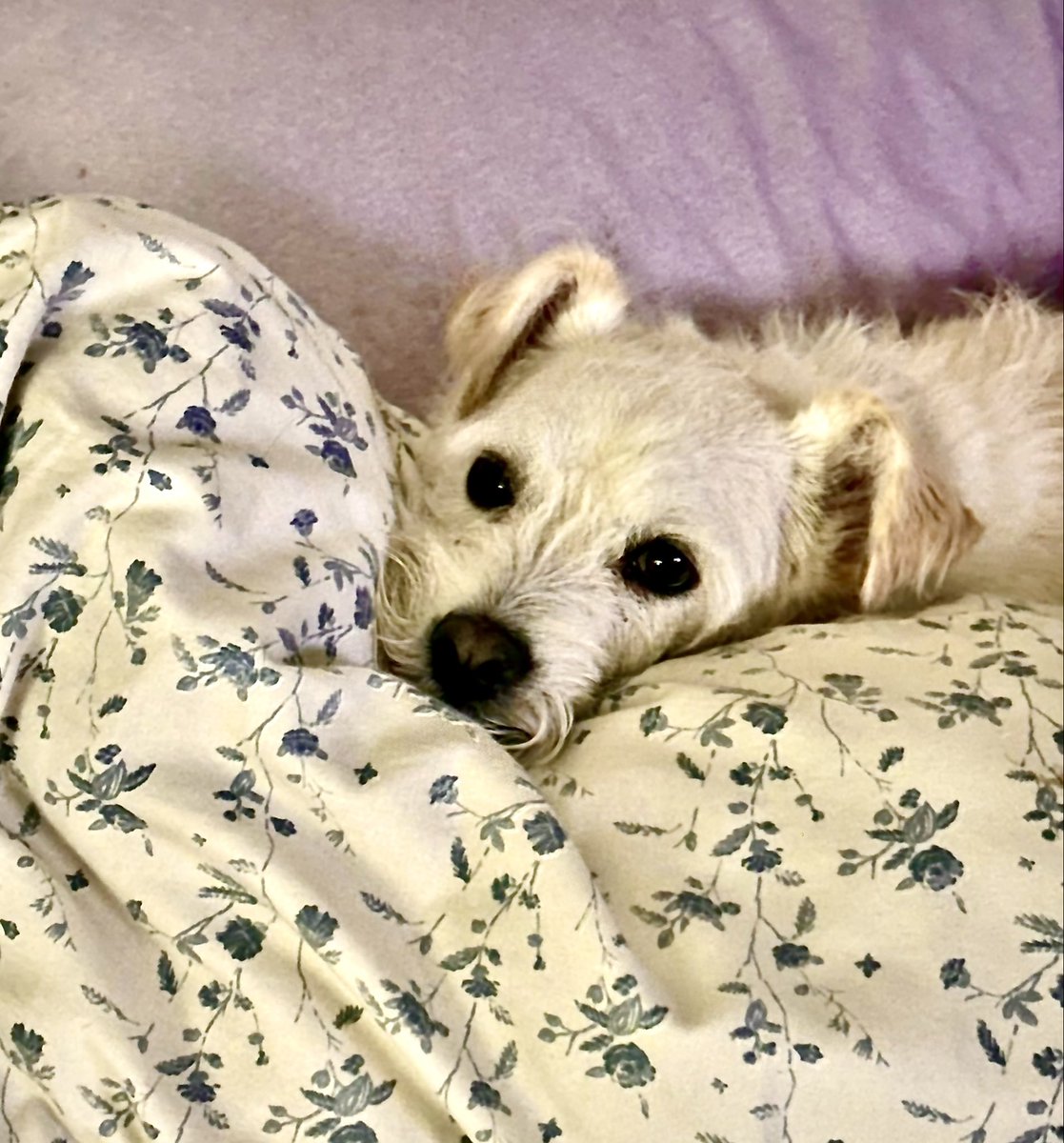 SusanVale9's tweet photo. Where’s my Mommy? https://t.co/hzT5b8moZa