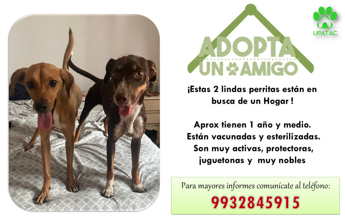 ¡Estas 2 lindas perritas están en busca de un Hogar!
#AdoptaNoCompres
Aprox tienen 1 año y medio. Están vacunadas y esterilizadas.  Son muy activas, protectoras, juguetonas y muy nobles
Para mayores informes comunícate al teléfono: 9932845915
#cambiavidas