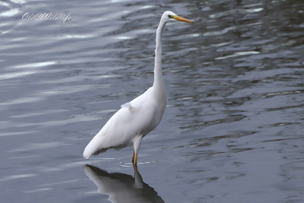 It was a beautiful day in North Essex yesterday! It was made even better by some birds though, which included Scaup, Red-crested Pochards, Goosanders, Greenshanks, Avocets, Great Egrets, Kingfishers, and Redpolls! <a href="/EssexBirdNews/">EBwS Bird News</a> #Birding #UKBirding #WildlifePhotography