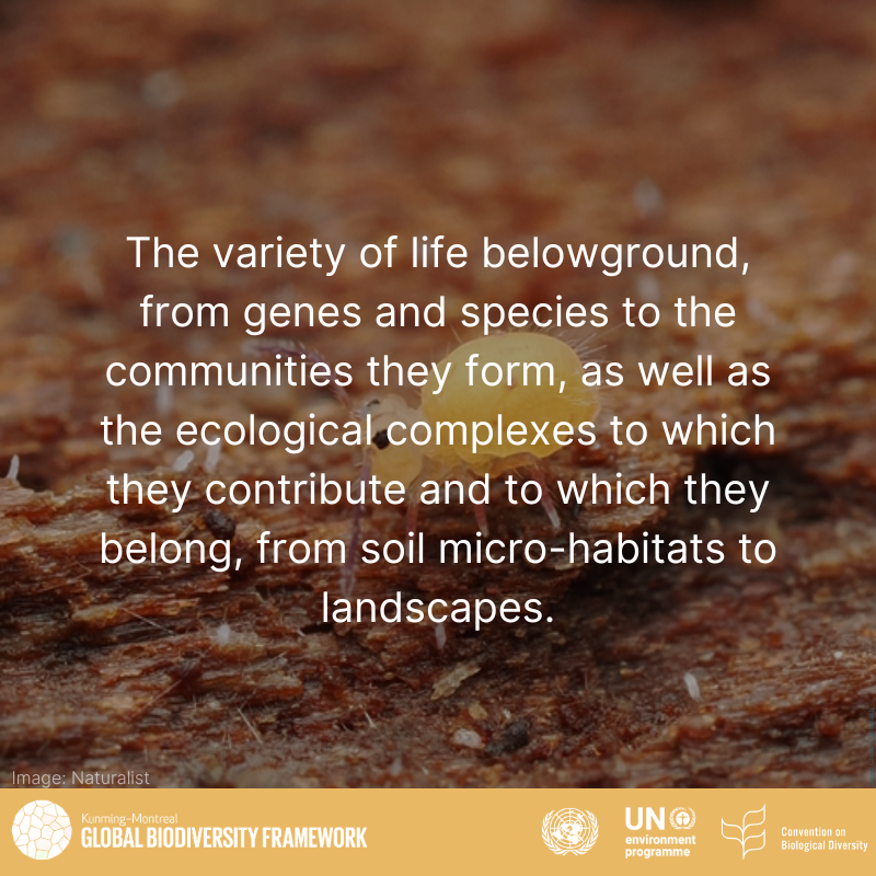 Today's #WordOfTheDay is "Soil biodiversity"

Join in the conversation as the Panama <a href="/UNBiodiversity/">UN Biodiversity</a> Meetings continue! #SBSTTA27